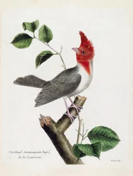 Zoologische kaart (ornithologie): Dominicaanse kardinaal Hupe (parare huppe of paroaria coronata) op een tak. Illustratie in 