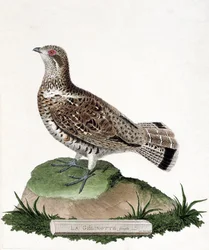 Zoologische kaart (ornithologie): Vrouwelijke gelinotte (bosgelinotte of bonasia bonasia). Illustratie in 