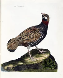 Zoologische plaat (ornithologie): frankolijn (zwarte frankolijn of Francolinus francolinus). Illustratie in “De geschiedenis van de vogels, geschilderd in hun zichtbare en gevoelige aspecten” van François Nicolas Martinet (1731-1800). Privécollectie.