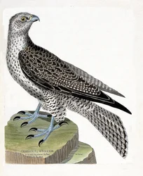 Zoologische kaart (ornithologie): IJslandse giervalk (giervalk of falco rusticolus). Illustratie in "De Geschiedenis van de Vogels, Geschilderd in Hun Verschijning en Gevoelige Aspecten" door Francois Nicolas Martinet (1731-1800). Privécollectie.