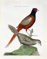 Zoologische kaart (ornithologie): Mannetje fazant en vrouwtje (kolchide fazant of Phasianus colchicus). Illustratie in 
