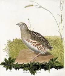 Zoologische kaart (ornithologie): Mannetje kwartel (ble kwartel of coturnix coturnix). Illustratie in "De Geschiedenis van de Vogels, Geschilderd in Hun Verschijning en Gevoelige Aspecten" door Francois Nicolas Martinet (1731-1800). Privécollectie.