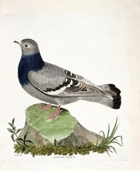 Zoologische kaart (ornithologie): Pigeon biset (Columbia livia). Illustratie in 