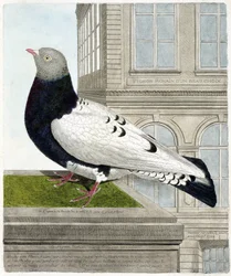 Zoologische kaart (ornithologie): De Romeinse duif (columba livia). Illustratie in 