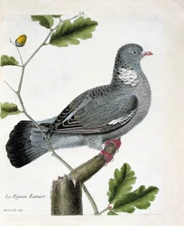 Zoologische kaart (ornithologie): De takduif (columba palumbus) op een tak. Illustratie in “De Geschiedenis van de Vogels, Geschilderd in Hun Verschijnende en Gevoelige Aspecten” door Francois Nicolas Martinet (1731-1800). Privécollectie.