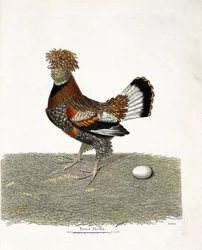 Zoologische kaart (ornithologie): De kip (huishoen of gallus gallus) en zijn ei. Illustratie in 