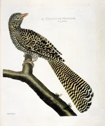 Zoologische kaart (ornithologie): De koekoek van Mindanao (koel koekoek of Eudynamys scolopacea) op een tak. Illustratie in “De Geschiedenis van de Vogels, Geschilderd in Hun Verschijnende en Gevoelige Aspecten” door Francois Nicolas Martinet (1731-1800). 