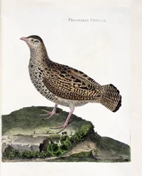 Zoologische kaart (ornithologie): De vrouwelijke frankolijn (zwarte frankolijn of francolinus francolinus). Illustratie in 