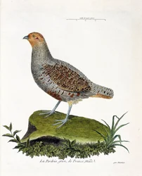 Zoologische kaart (ornithologie): De grijze patrijs van Frankrijk, mannetje (grijze patrijs of patrijs). Illustratie in 