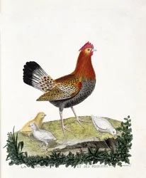Zoologische kaart (ornithologie): De hen en haar kuikens (huiskip of gallus gallus). Illustratie in 