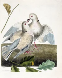Zoologische kaart (ornithologie): De halsduif (roze en grijze duif of streptopelia roseogrisea). Illustratie in 