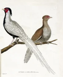 Zoologische kaart (ornithologie): De fazant heeft een Chinese stalen kuif en zijn vrouwtje (zilveren fazant of Lophura nycthemera) op een tak. Illustratie in 