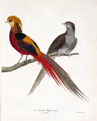 Zoologische kaart (ornithologie): De fazant van China en zijn vrouwtje (gouden fazant en chrysolophus) op een tak. Illustratie in 