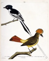 Zoologische kaart (ornithologie). Boven: Madagaskar schel (chitrec malagasy of terpsiphone mutata). Laag jaar: Koning van de vlieg gob (gobemouche of vlieg gob) van Caienne (Flycatcher kronen of onychorhynchus coronatus). Illustratie in 