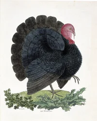 Zoologische kaart (ornithologie): Kalkoen (huiskalkoen of Melaeagris gallopavo). Illustratie in 