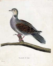 Zoologische kaart (ornithologie): Houtduif (houtduif of streptopelia turtur) op een tak. Illustratie in "De Geschiedenis van de Vogels, Geschilderd in Hun Verschijning en Gevoelige Aspecten" door Francois Nicolas Martinet (1731-1800). Privécollectie.