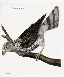 Zoologische kaart (ornithologie): havik (havik of accipiter gentilis) op een tak. Illustratie in 