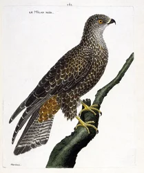 Zoologische plaat (ornithologie): zwarte Milvus migrans op een tak. Illustratie in 