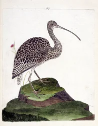 Zoologische kaart (ornithologie): wulp (wulp as of numenius arquata). Illustratie in "De Geschiedenis van de Vogels, Geschilderd in Hun Verschijning en Gevoelige Aspecten" door Francois Nicolas Martinet (1731-1800). Privécollectie.