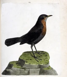 Zoologische kaart (ornithologie): vrouwtje merel (zwarte merel of turdus merula). Illustratie in "De Geschiedenis van de Vogels, Geschilderd in Hun Verschijning en Gevoelige Aspecten" door Francois Nicolas Martinet (1731-1800). Privécollectie.