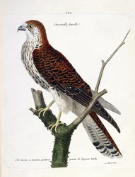 Zoologische kaart (ornithologie): vrouwelijke waterkers (havik havik of falco tinnunculus) op een tak. Illustratie in 