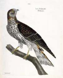Zoologische kaart (ornithologie): vrouwtje soubuse (busard saint martin of circus cyaneus) op een tak. Illustratie in "De Geschiedenis van de Vogels, Geschilderd in Hun Verschijning en Gevoelige Aspecten" door Francois Nicolas Martinet (1731-1800). Privéco