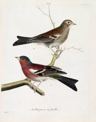 Zoologische kaart (ornithologie): van onder naar boven: De vink en zijn vrouwtje (boomvink of fringilla coelebs) op een tak. Illustratie in 