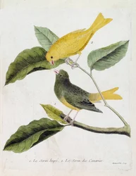Zoologische kaart (ornithologie): van onder naar boven: De serin hupe (serin des canaries of serinus canaria) en de serin des canaries op een tak. Illustratie in 