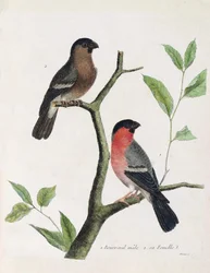 Zoologisch bord (ornithologie): van onder naar boven: mannelijke en vrouwelijke bouvreil (pioen bouvreil of pyrrhula pyrrhula) op een tak. Illustratie in 