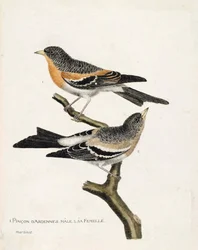 Zoologische kaart (ornithologie): van boven naar beneden: De mannelijke en vrouwelijke Ardennenvink (noordelijke vink of fringilla montifringilla) op een tak. Illustratie in “De Geschiedenis van de Vogels, Geschilderd in Hun Verschijnende en Gevoelige Aspe
