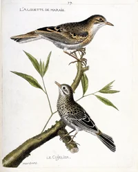 Zoologische kaart (ornithologie): van boven naar beneden: de veldleeuwerik (veldleeuwerik of anthus campestris) en de graspieper (graspieper of anthus pratensis) op een tak. Illustratie in 
