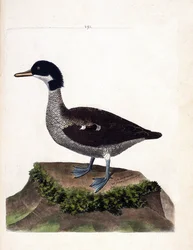 Zoologische kaart (ornithologie): Javaanse taling (Javaanse taling of anas gibberifrons). Illustratie in 