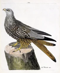 Zoologische kaart (ornithologie): mannelijke Milan (koninklijke of milvus milvus). Illustratie in 