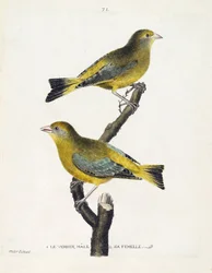 Zoologische kaart (ornithologie): mannelijke en vrouwelijke groenling (Europese groenling of carduelis chloris) op een tak. Illustratie in 