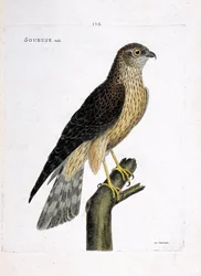 Zoologische kaart (ornithologie): mannelijke soubuse (busard saint martin of circus cyaneus) op een tak. Illustratie in “De Geschiedenis van de Vogels, Geschilderd in Hun Verschijnende en Gevoelige Aspecten” door Francois Nicolas Martinet (1731-1800). Priv
