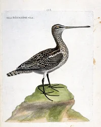 Zoologische kaart (ornithologie): oude mannelijke becassine (moeras becassine of gallinago gallinago). Illustratie in “De Geschiedenis van de Vogels, Geschilderd in Hun Verschijnende en Gevoelige Aspecten” door Francois Nicolas Martinet (1731-1800). Privéc