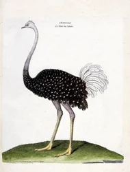Zoologische kaart (ornithologie): struisvogel (struthio camelus). Illustratie in 