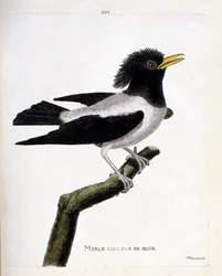 Zoologische kaart (ornithologie): roze merel (roze spreeuw of sturnus roseus) op een tak. Illustratie in “De Geschiedenis van de Vogels, Geschilderd in Hun Verschijnende en Gevoelige Aspecten” door Francois Nicolas Martinet (1731-1800). Privécollectie.