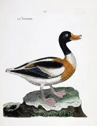 Zoologische kaart (ornithologie): tadorne (tadorne de belon of tadorna tadorna). Illustratie in 
