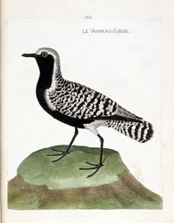 Zoologische kaart (ornithologie): de Zwitserse lam (zilveren plevier of pluvialis squatarola). Illustratie in “De Geschiedenis van de Vogels, Geschilderd in Hun Verschijnende en Gevoelige Aspecten” door Francois Nicolas Martinet (1731-1800). Privécollectie
