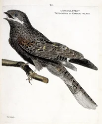 Zoologische kaart (ornithologie): de nachtzwaluw (nachtzwaluw of caprimulgus europaeus) op een tak. Illustratie in 