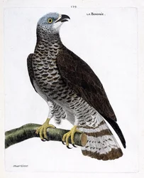 Zoologische kaart (ornithologie): de wespendief (wespendief of pernis apivorus) op een tak. Illustratie in 