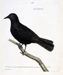 Zoologische kaart (ornithologie): de kauw (kauw of corvus monedula) op een tak. Illustratie in 