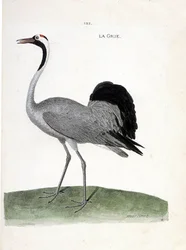 Zoologische kaart (ornithologie): de kraanvogel (kraanvogel of grus grus). Illustratie in 