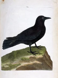Zoologische kaart (ornithologie): de kraai (zwarte kraai of corvus corone). Illustratie in "De Geschiedenis van de Vogels, Geschilderd in Hun Verschijning en Gevoelige Aspecten" door Francois Nicolas Martinet (1731-1800). Privécollectie.