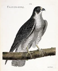 Zoologische kaart (ornithologie): de valk komt uit of valk uit (pelgrimsvalk of falco peregrinus) op een tak. Illustratie in “De Geschiedenis van de Vogels, Geschilderd in Hun Verschijnende en Gevoelige Aspecten” door Francois Nicolas Martinet (1731-1800).