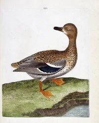 Zoologische kaart (ornithologie): de vrouwelijke wilde eend (wilde eend of anas platyrhynchos). Illustratie in “De Geschiedenis van de Vogels, Geschilderd in Hun Verschijnende en Gevoelige Aspecten” door Francois Nicolas Martinet (1731-1800). Privécollecti