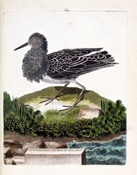 Zoologische kaart (ornithologie): de vechter of de mannelijke zee pauw (vechter varieert of philomachus pugnax). Illustratie in 