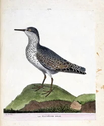 Zoologische kaart (ornithologie): de paarse strandloper (paarse strandloper of calidris maritima). Illustratie in 