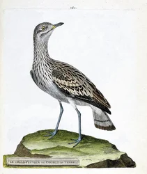 Zoologische kaart (ornithologie): de grote plevier (grote plevier of burhinus oedicnemus). Illustratie in 